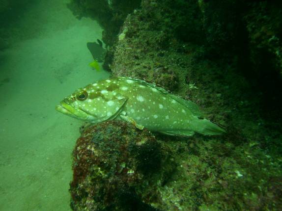 Muitos peixes em El Bajo, ponto de mergulho em Cabo Pulmo, no sul da Baja California, Mar de Cortez, no México